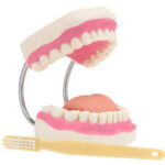 TEETH STUDY MODEL
