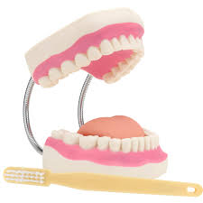 TEETH STUDY MODEL